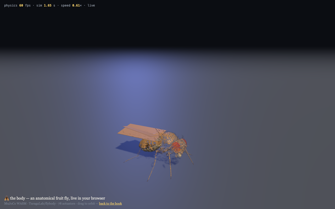 the anatomical fly, standing in the browser